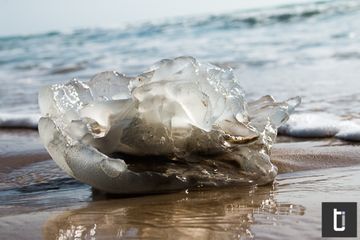 A translucent jellyfish washed up on a beach near the tide line.