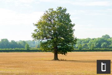 A single tree standing alone in an open field.